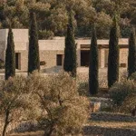 Mature olive grove and cypress alley framing a minimalist Mediterranean stone home